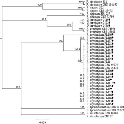 Pathogenicity and Mefenoxam Sensitivity of Pythium, Globisporangium, and Fusarium Isolates From Coconut Coir and Rockwool in Marijuana (Cannabis sativa L.) Production